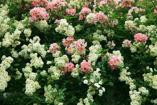 526316 (a): :1920x1280